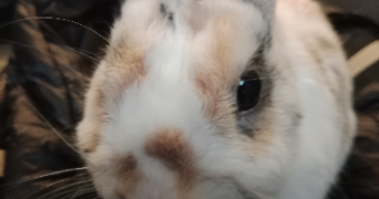 geraldine pet sitter à LIMOGES 87100_1