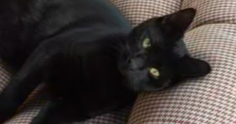 tasnim pet sitter à Marmande 47200_1