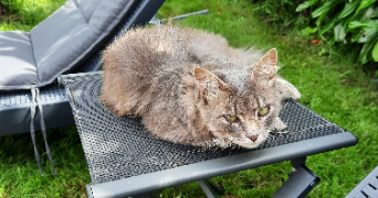 cylio pet sitter à FONTENAY AUX ROSES 92260_6