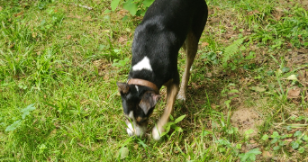 vaia pet sitter à LABENNE 40530_2