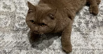 tulay pet sitter à LE PEAGE DE ROUSSILLON 38550