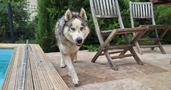 berenice pet sitter à MAUSSANE LES ALPILLES 13520_1