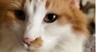domitille pet sitter à ANGERS 49100_1