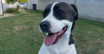 maela pet sitter à Auxonne 21130_7
