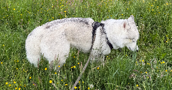 claire pet sitter à LIMOGES 87000_1