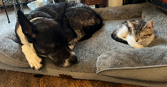 madeleine pet sitter à PARIS 18 75018_1