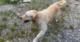 cilia pet sitter à LA SAULCE 05110