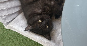 melina pet sitter à VALENCIENNES 59300_1