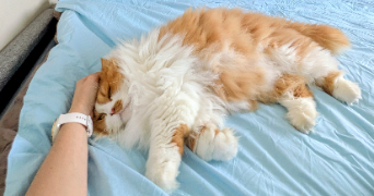 Elodie pet sitter à Pecq (Le) 78230_5