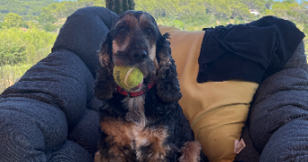 jade pet sitter à VILLEURBANNE 69100_1