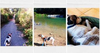 bérengère pet sitter à MONTPELLIER 34000_8