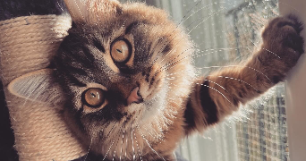 maëva pet sitter à Étampes 91150_5
