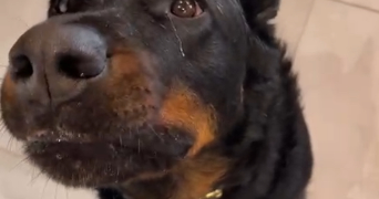 servane pet sitter à EPENOY 25800_7