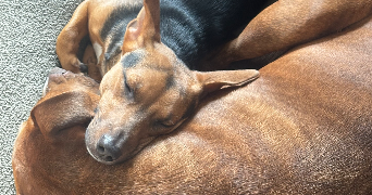 nolwenn pet sitter à ETAMPES 91150_2
