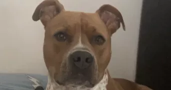 mélanie dog sitter à VENISSIEUX 69200