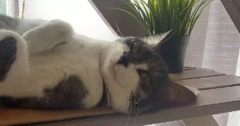 chrystelle pet sitter à ST MARTIN DES NOYERS 85140