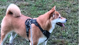 jean luc pet sitter à YZEURES SUR CREUSE 37290_0