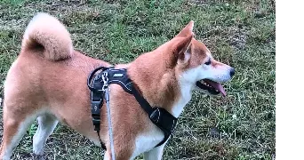 jean luc pet sitter à YZEURES SUR CREUSE 37290