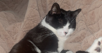 cassandra pet sitter à MARCHEPRIME 33380_5