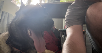 jérôme pet sitter à ST MAUR DES FOSSES 94210_6