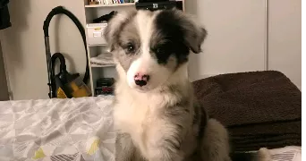 jonas pet sitter à REIMS 51100