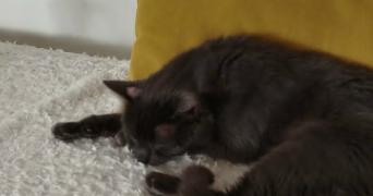 maé pet sitter à LE CASTERA 31530_8