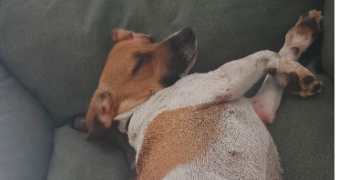 jenna pet sitter à BAYONNE 64100_5