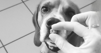 méli pet sitter à CHALLANS 85300_2