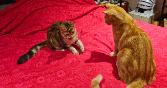 aurélie pet sitter à Nuzéjouls 46150_8