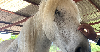 melody pet sitter à PARIS 13 75013_2