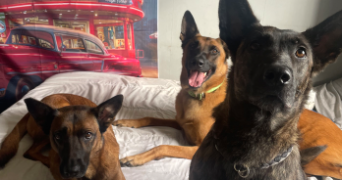 lina pet sitter à Gournay-en-Bray 76220_7
