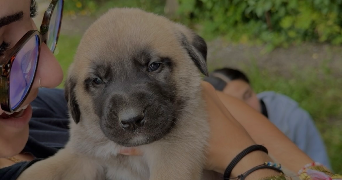 hevi pet sitter à MIONS 69780_0