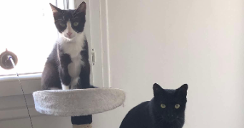 lisa pet sitter à ST MICHEL SUR ORGE 91240_1