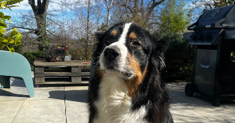 mme pet sitter à CALAVANTE 65190_2