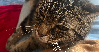 marina pet sitter à WOLUWE 1150_3