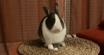 tiphaine pet sitter à SCHEIBENHARD 67630_9
