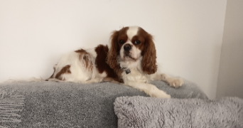 antoaneta pet sitter à LE PECQ 78230_2