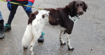 cindy pet sitter à NEUVILLE SUR OISE 95000_7