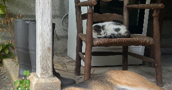 zoë pet sitter à BEAUVAIS SUR MATHA 17490_4