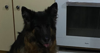 eulalie pet sitter à ST MARTIN SUR COJEUL 62128_3
