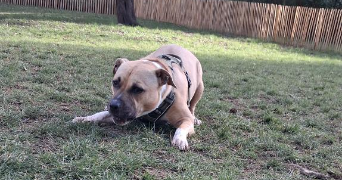 kessy pet sitter à MOUGINS 06250_4