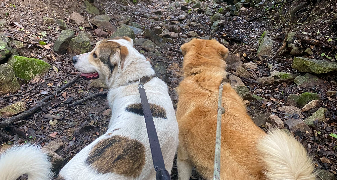 livia pet sitter à AMBILLY 74100_0