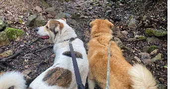 livia pet sitter à AMBILLY 74100