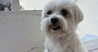 mégane pet sitter à BANDOL 83150_8