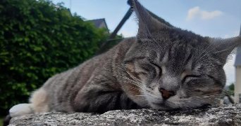 louna pet sitter à LIGNE 44850_1