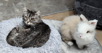 carol-anne pet sitter à Verneil-le-chétif 72360_4