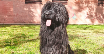 li pet sitter à PARIS 18 75018_2