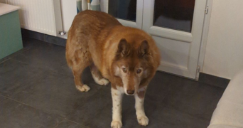 chloe pet sitter à PARIS 13 75013_2