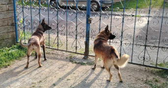 benedicte pet sitter à Longeau percey 52250_6