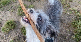 pauline pet sitter à STRASBOURG 67000_2